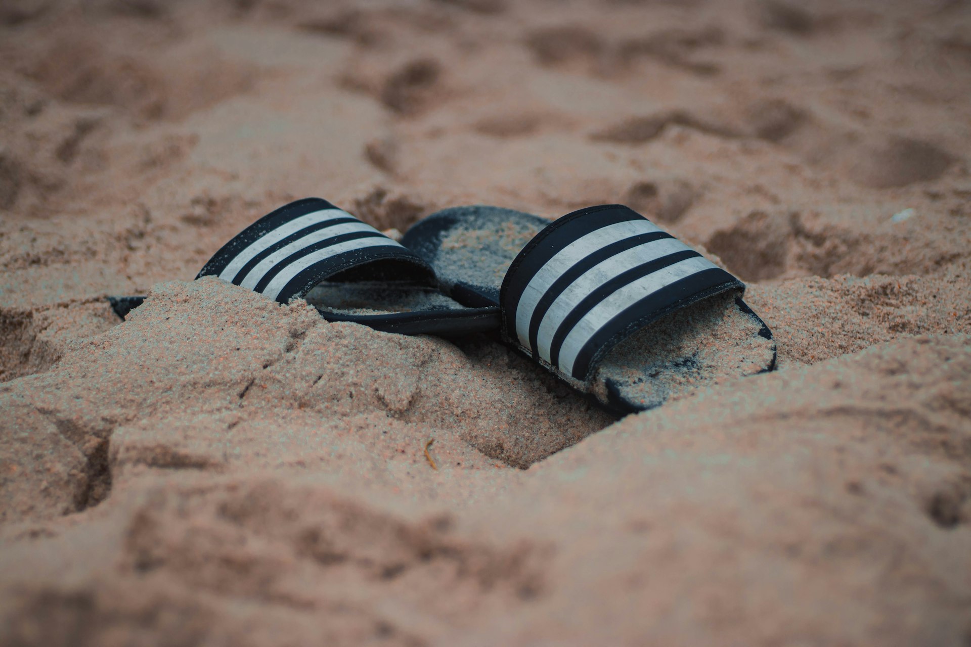 a snake on the ground